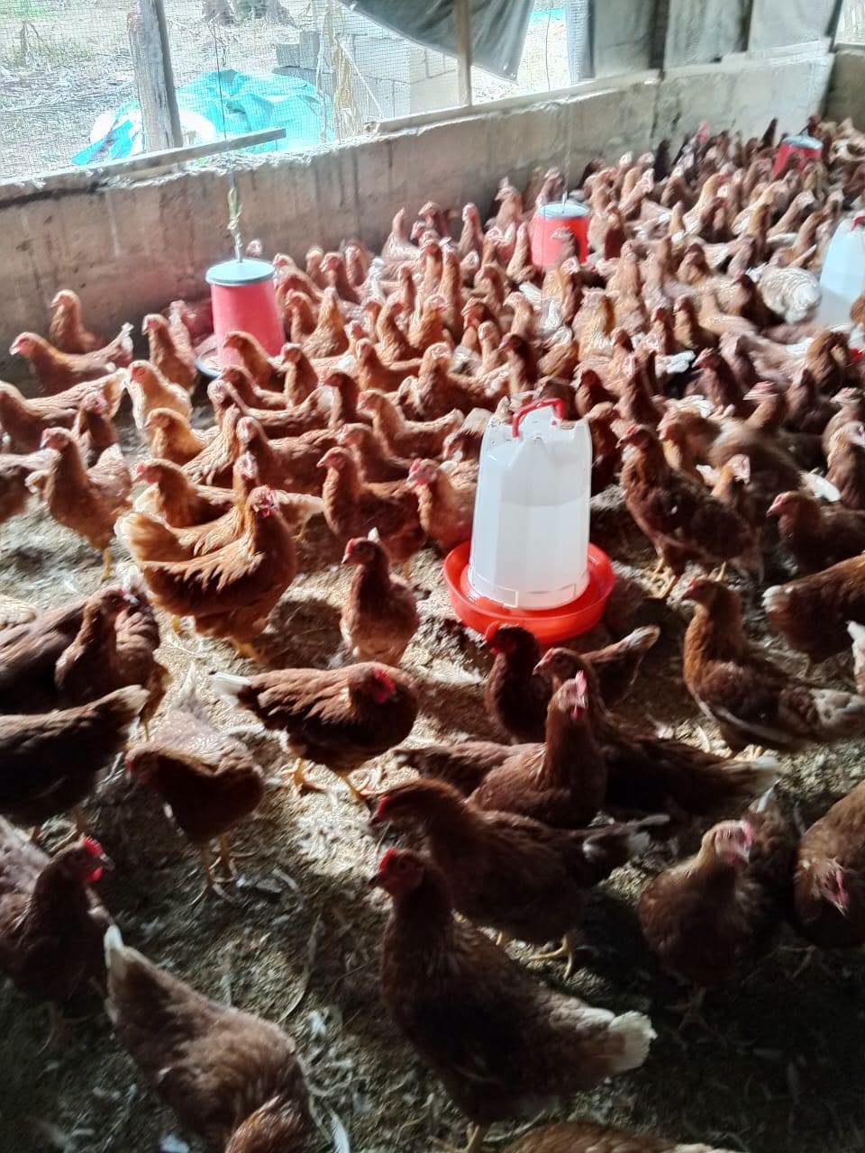 Poultry farm in North Tongu