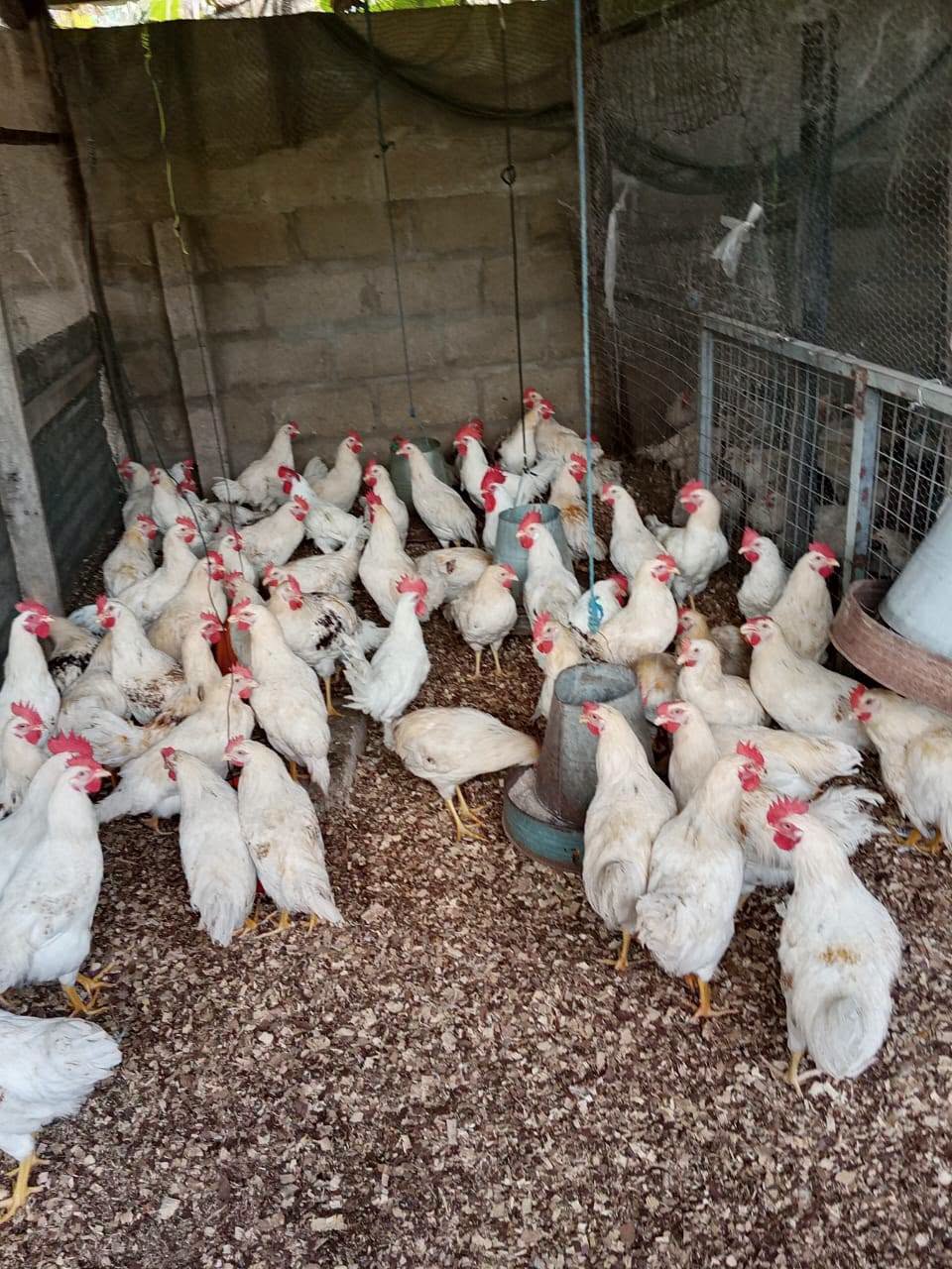 Agriculture & Poultry